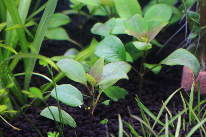 植栽から7日目